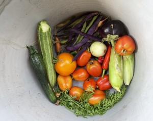 Fresh harvest