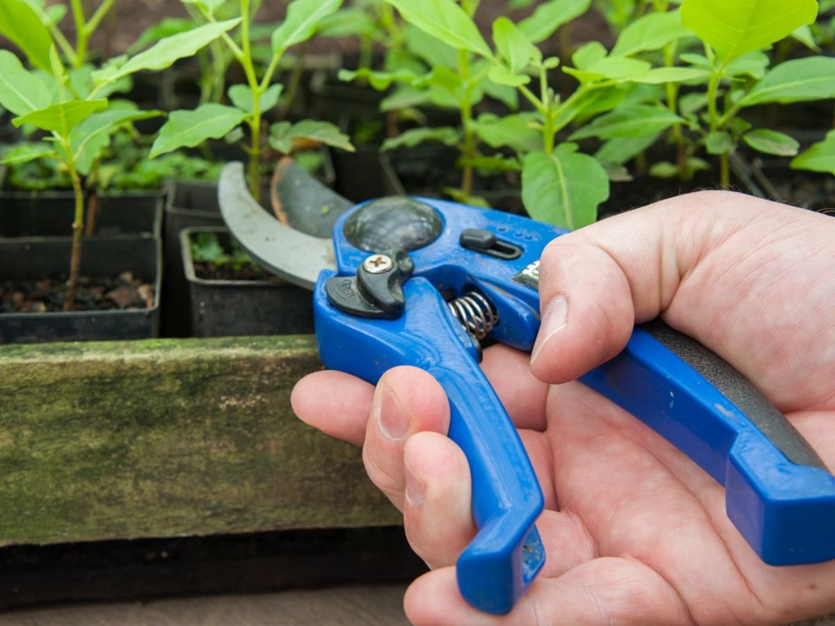 Nursery pruning 1200 900 px