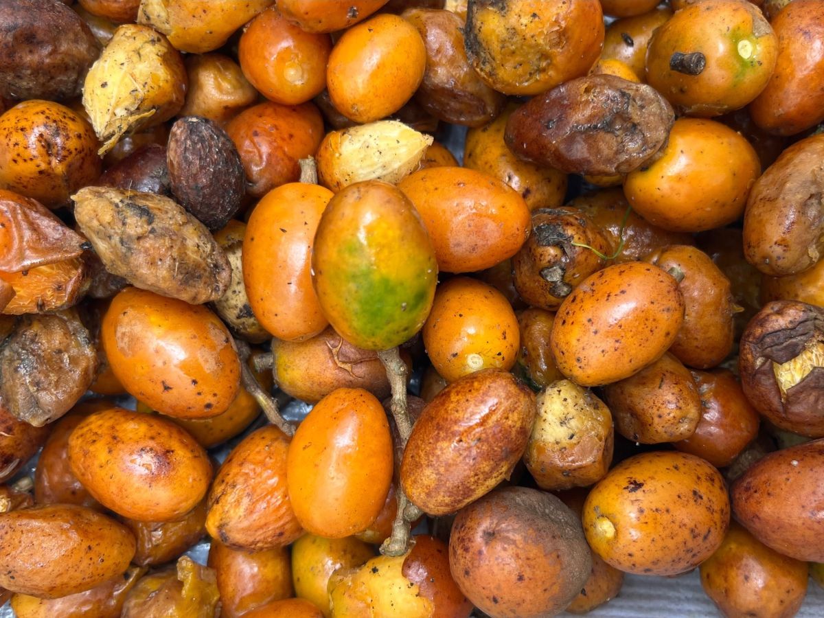 Seeds 1200 900