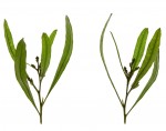 Ake ake dodonaeva viscosa detail v2