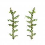 Kahikatea detail