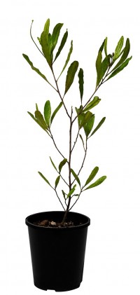 Kaipatiki Project native plants