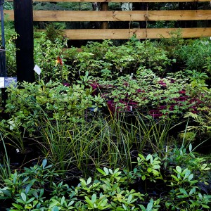 Native plant nursery Auckland 4:3