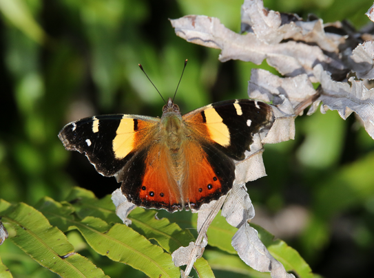 Blog post image NZ Butterfly