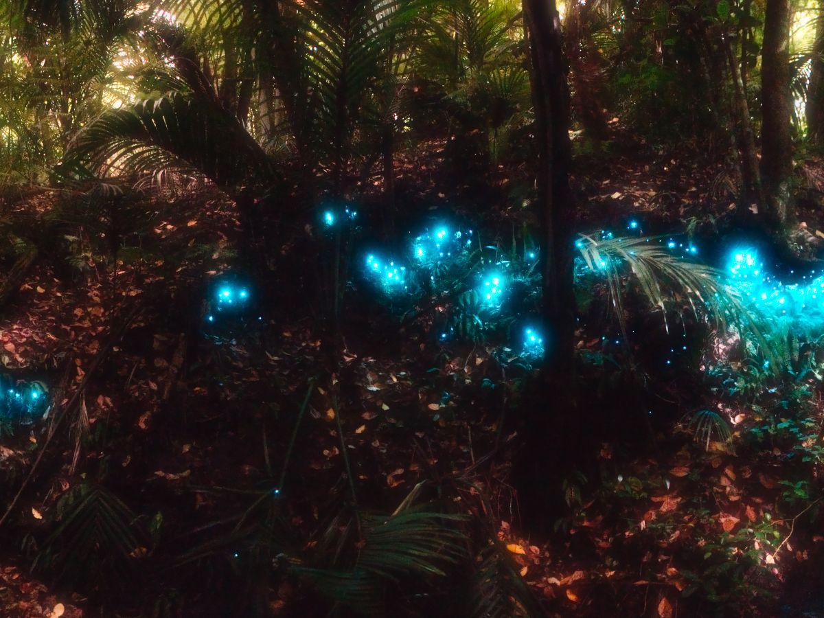 Titiwai glowworms 1200 900 px