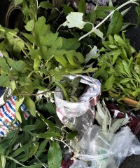 cuttings butterfly plants
